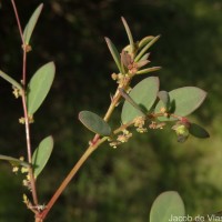 Synostemon bacciformis (L.) G.L.Webster